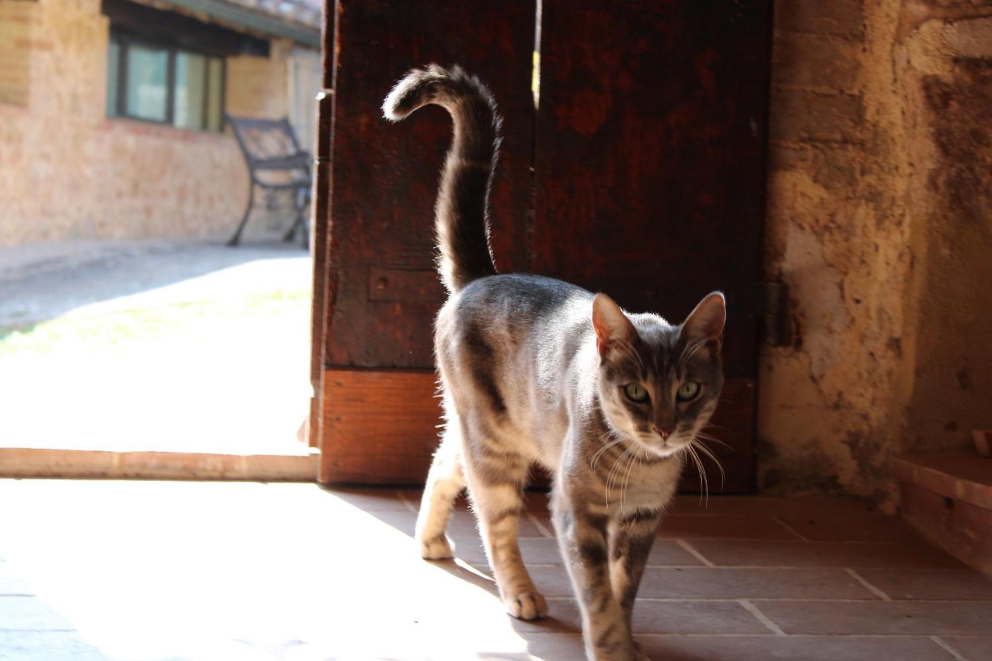 Agriturismo Il Caggio Sovicille Eksteriør billede