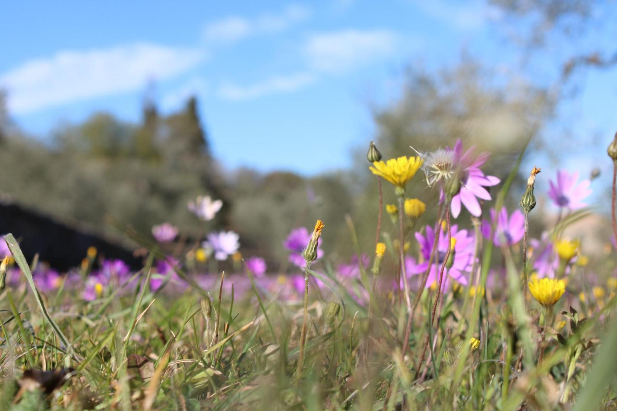 Agriturismo Il Caggio Sovicille Eksteriør billede