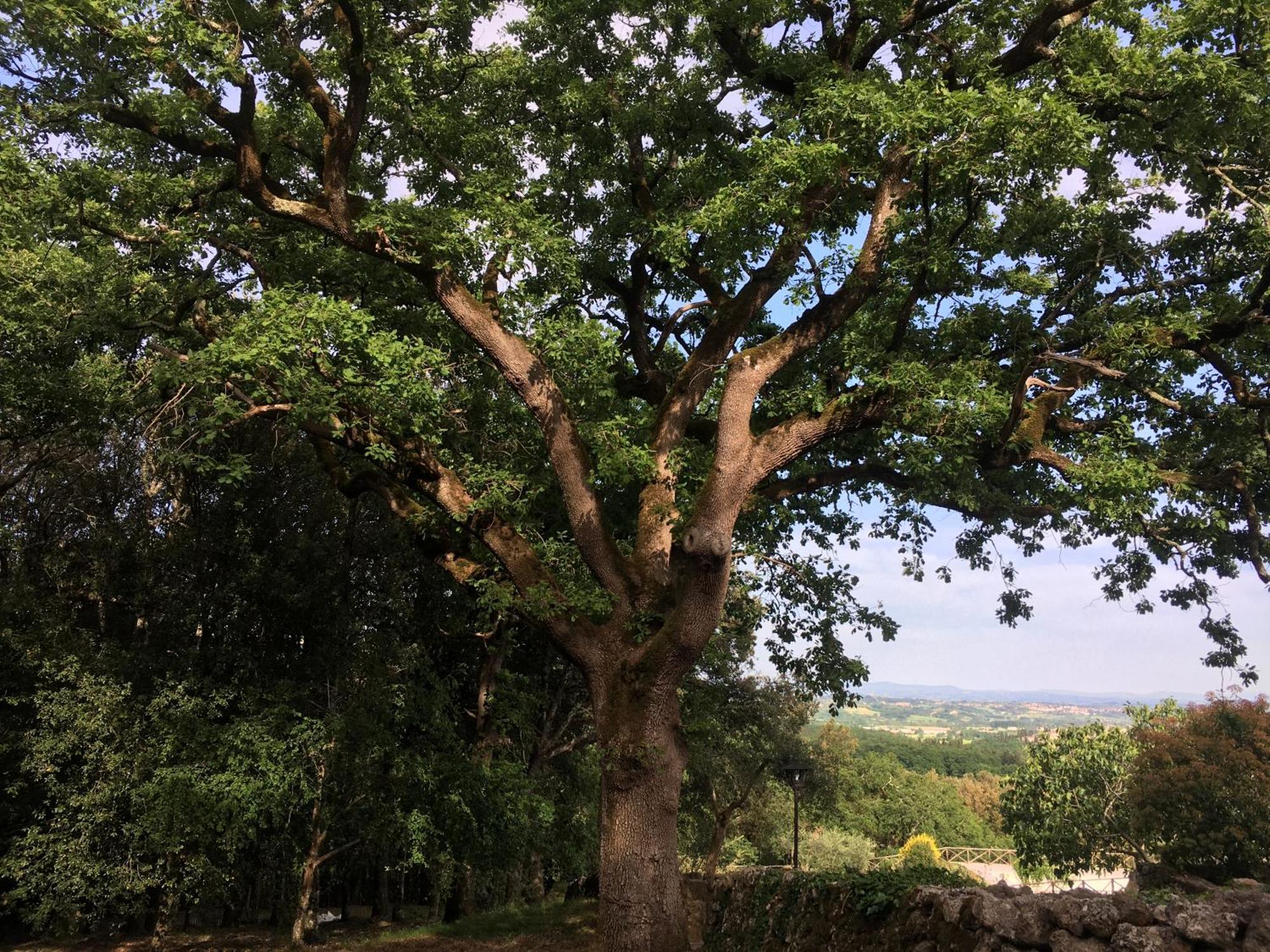Agriturismo Il Caggio Sovicille Eksteriør billede