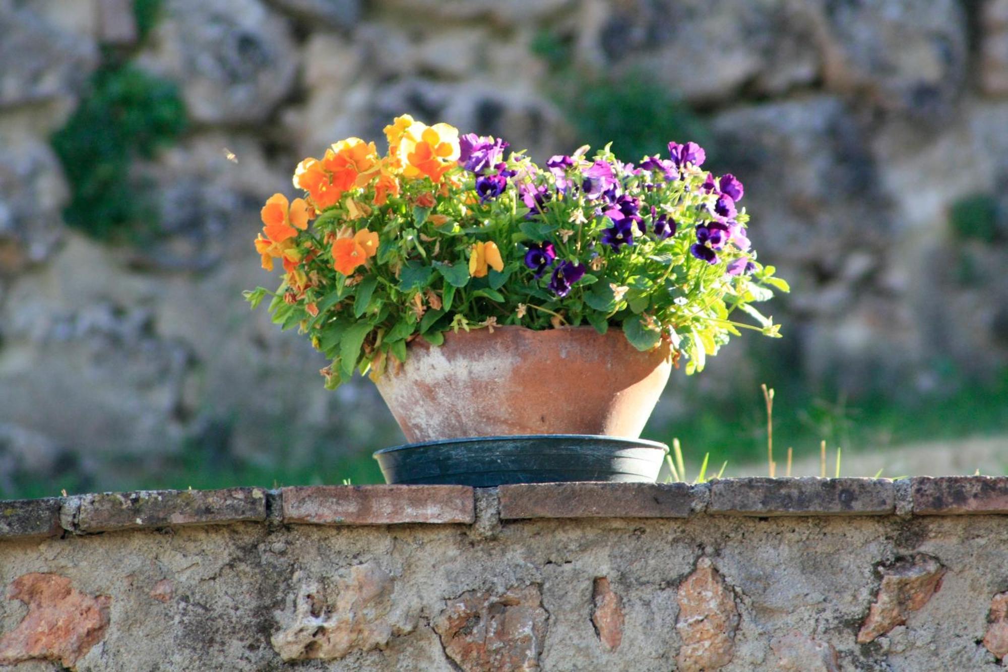 Agriturismo Il Caggio Sovicille Eksteriør billede