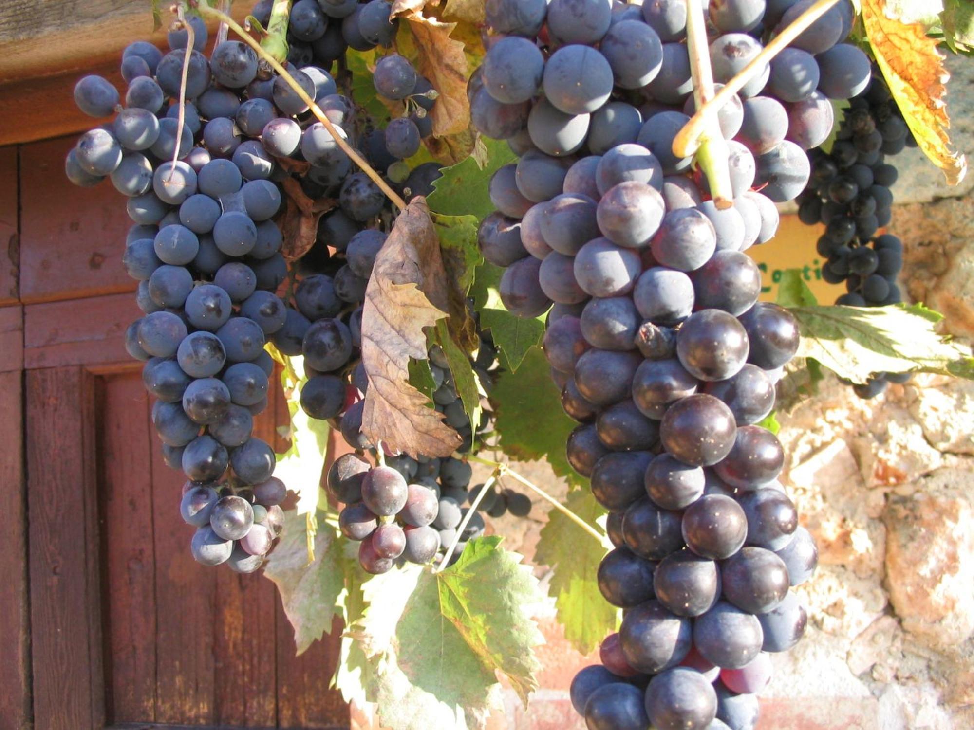 Agriturismo Il Caggio Sovicille Eksteriør billede